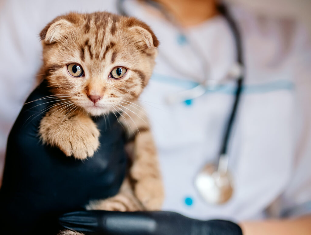 vet in black gloves holds a kitten in his hands. close up, pet